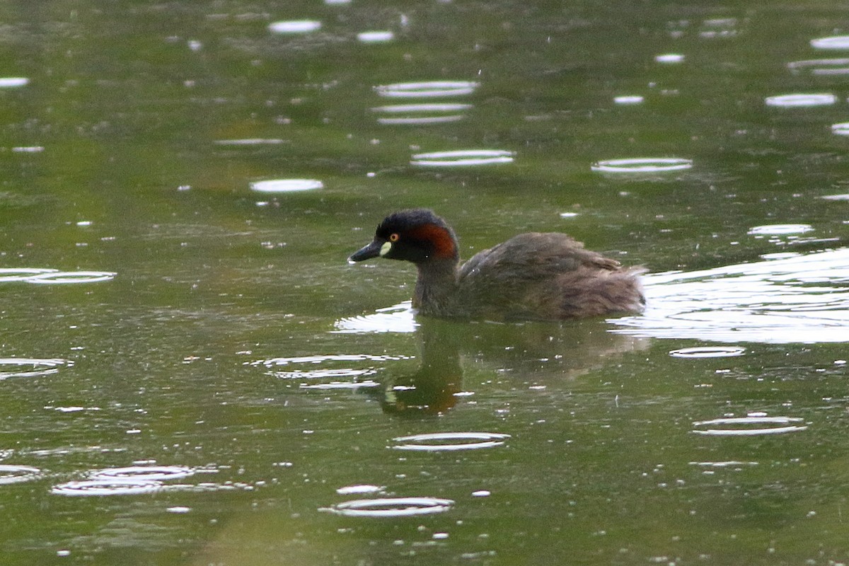 Australasian Grebe - ML646124709