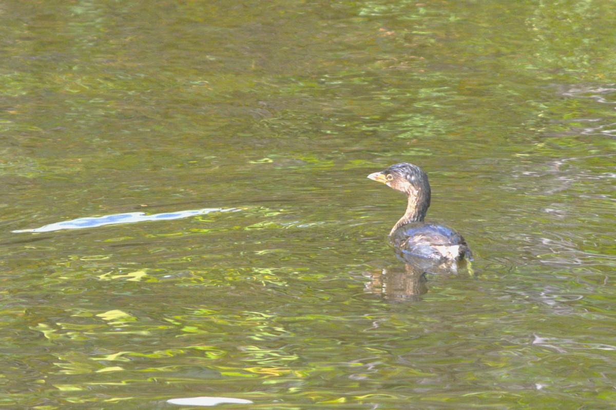 Pied-billed Grebe - ML646124710