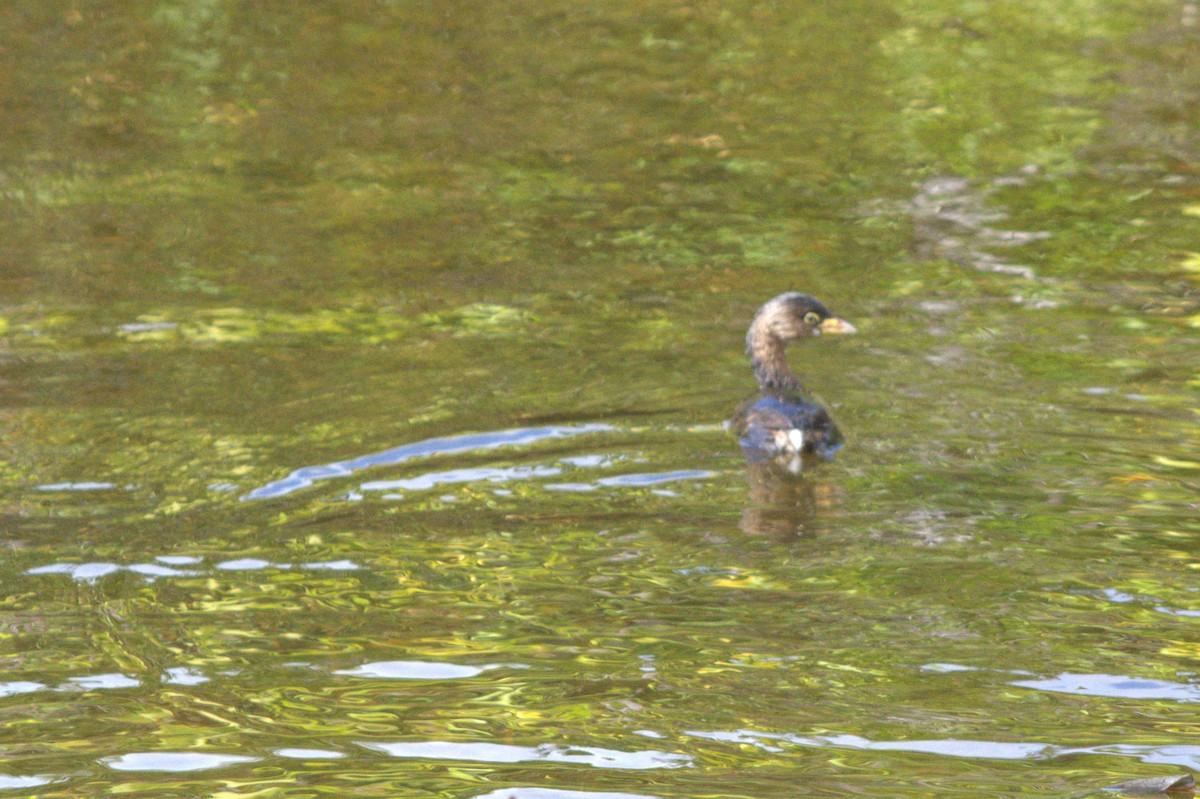Pied-billed Grebe - ML646124711