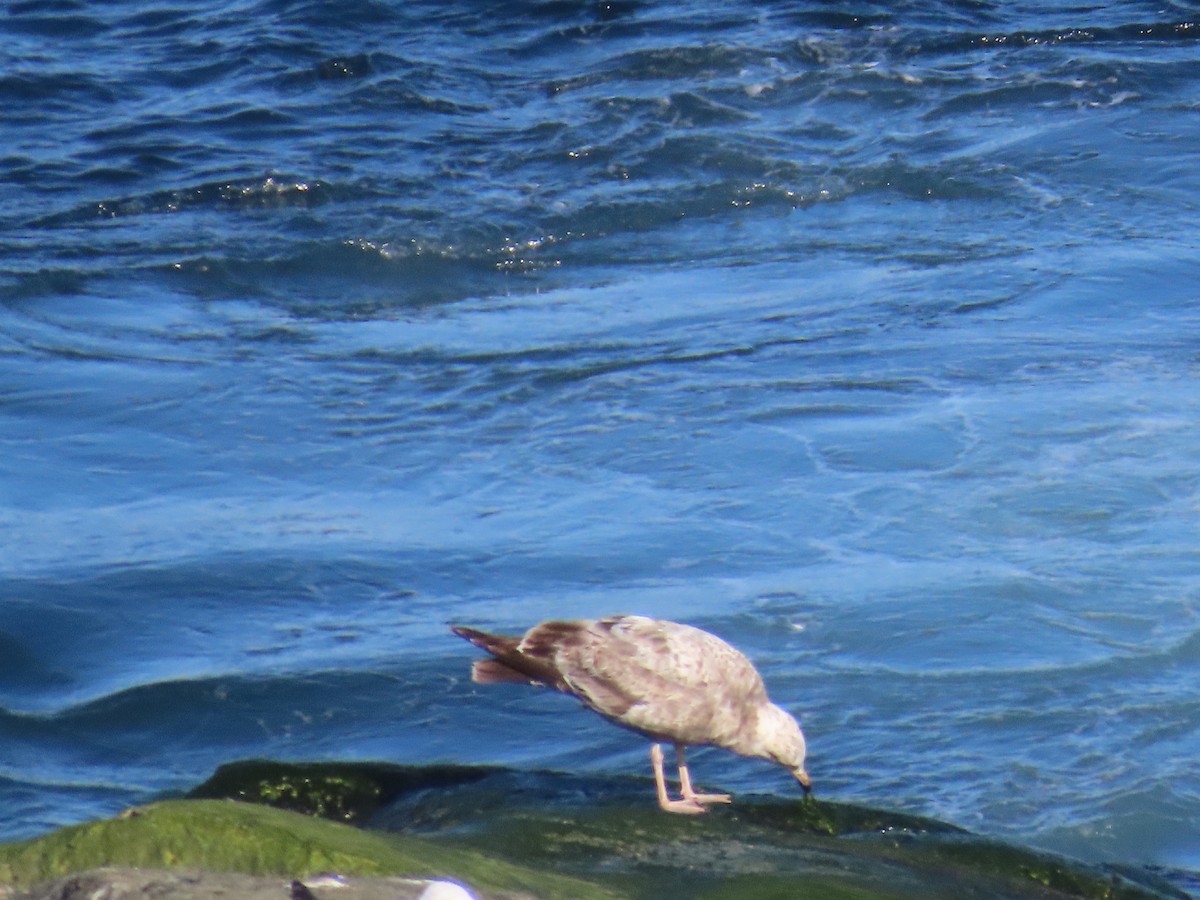 American Herring Gull - ML646124712