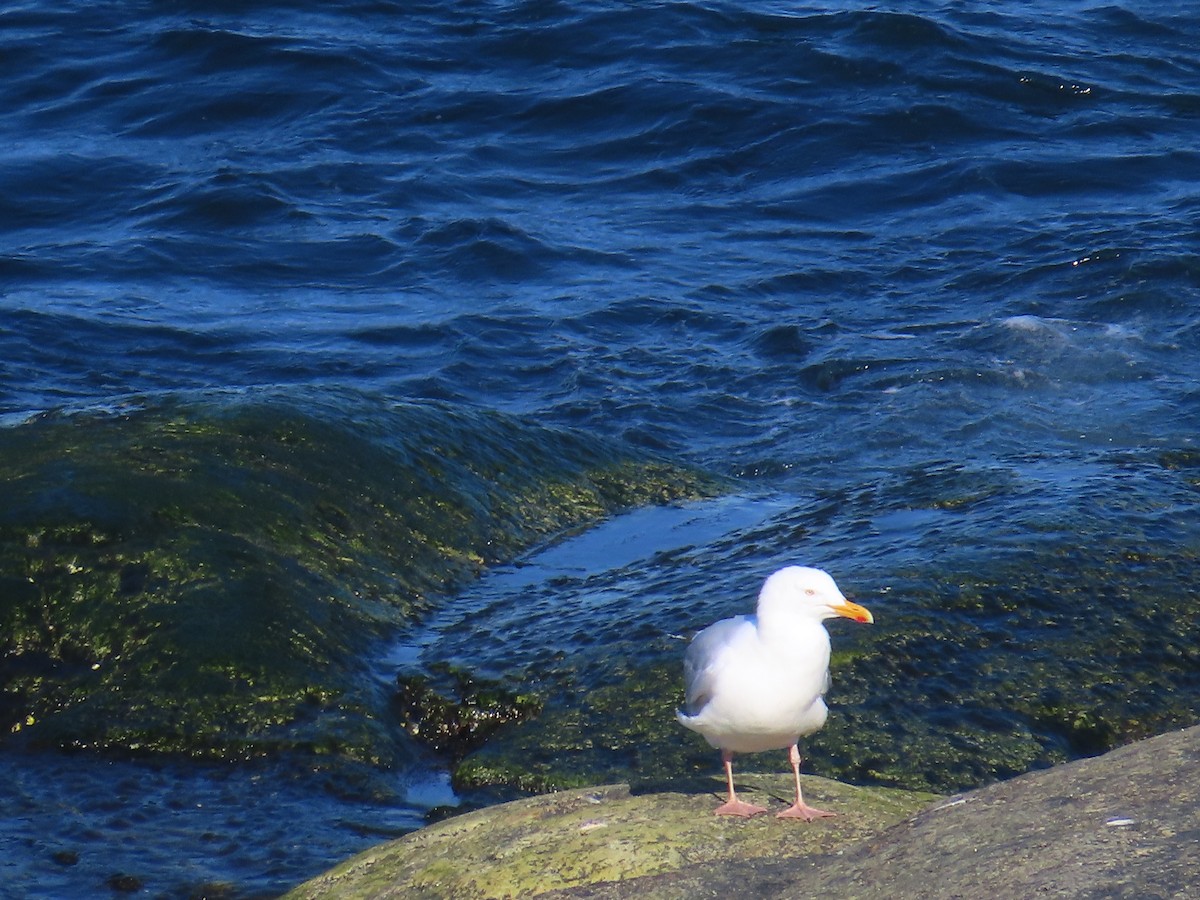 American Herring Gull - ML646124714