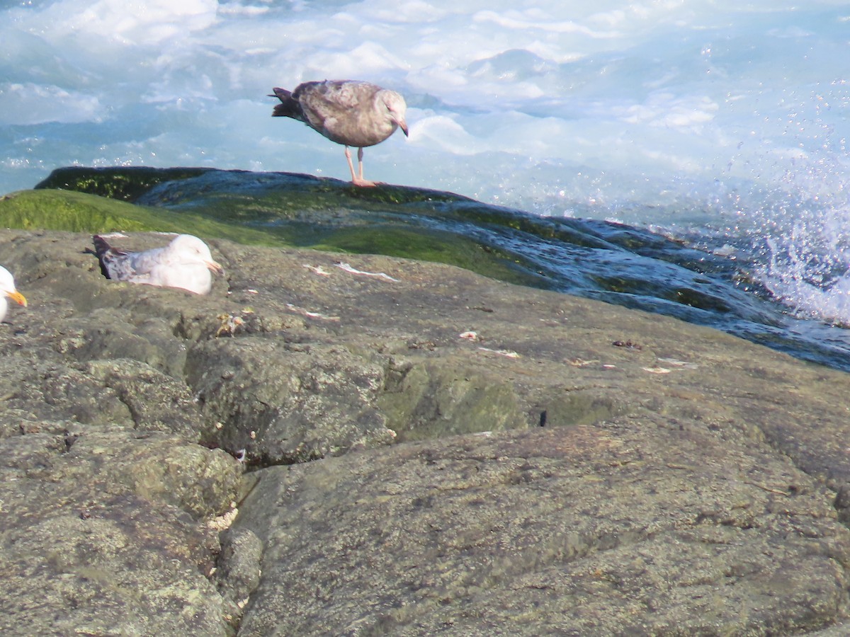 American Herring Gull - ML646124715