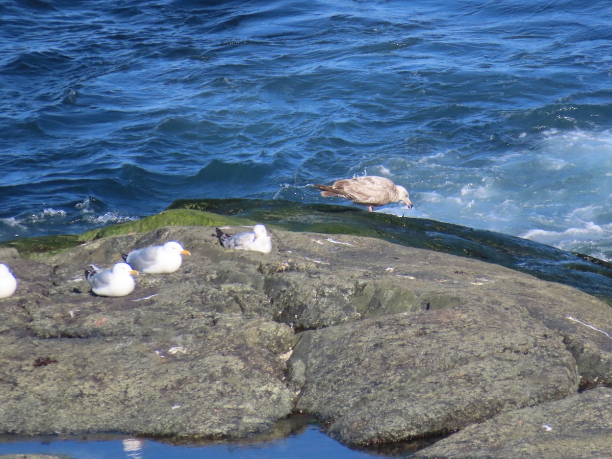 American Herring Gull - ML646124716