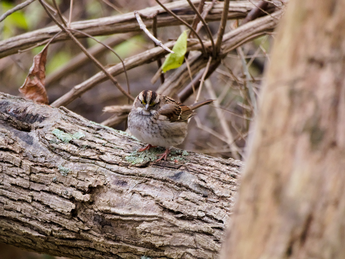 White-throated Sparrow - ML646124718