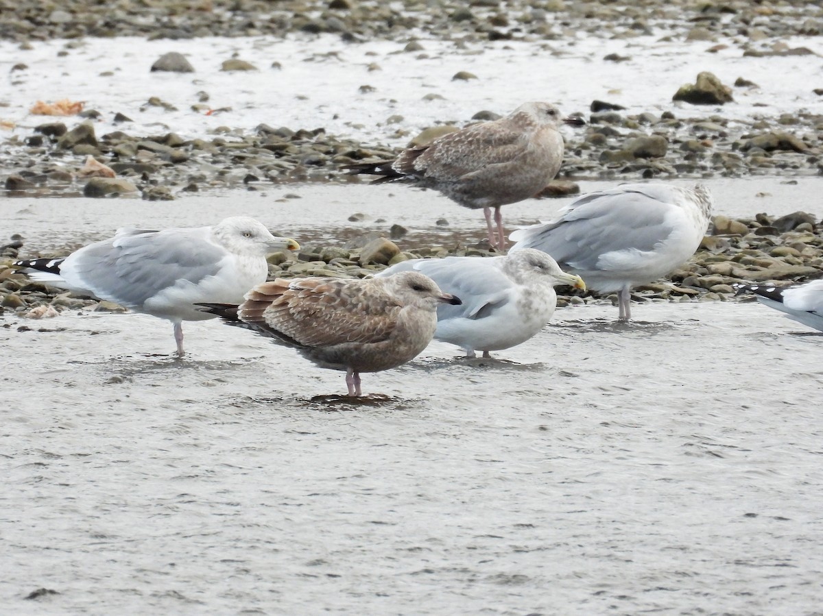 アメリカセグロカモメ - ML646124726