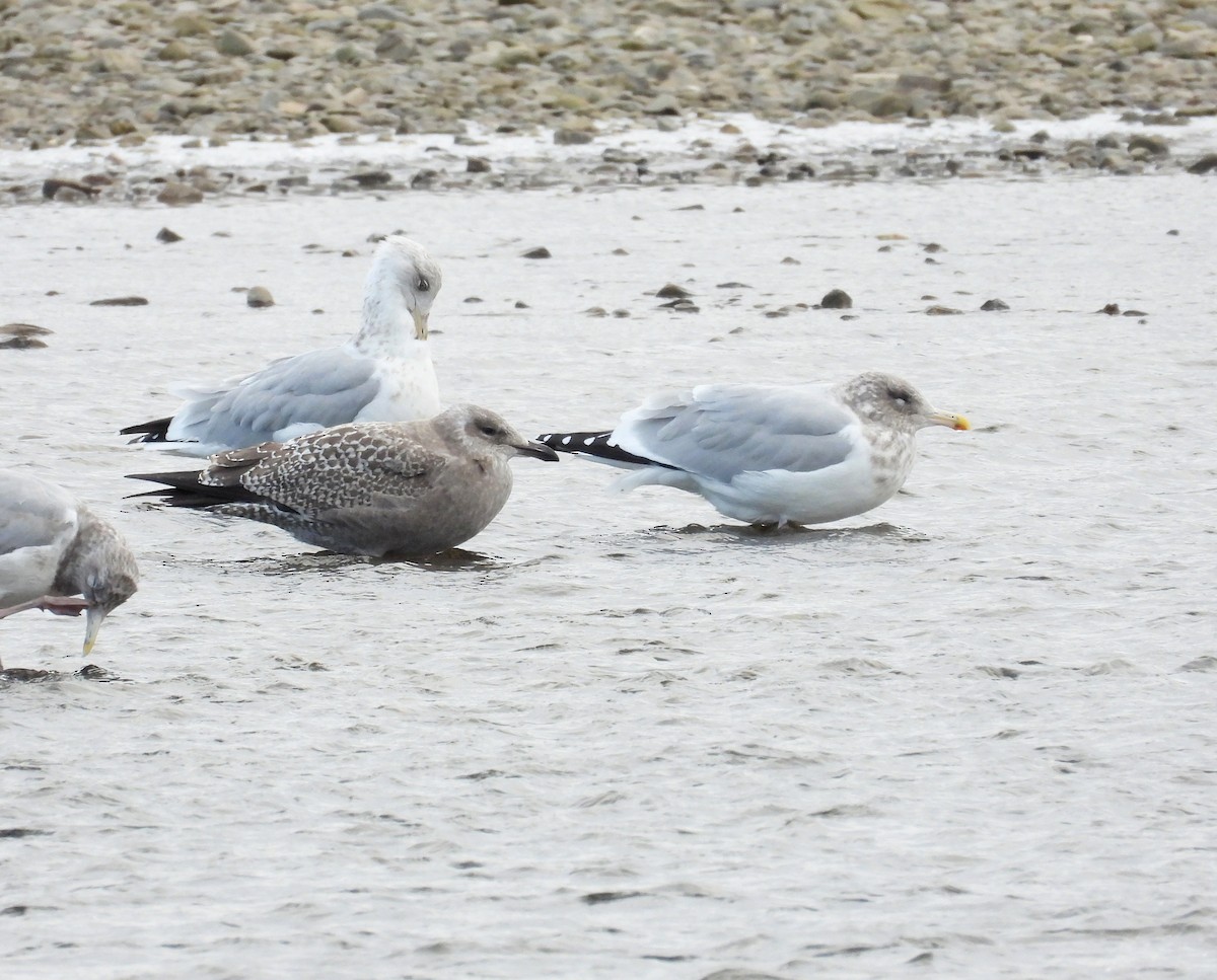 アメリカセグロカモメ - ML646124727