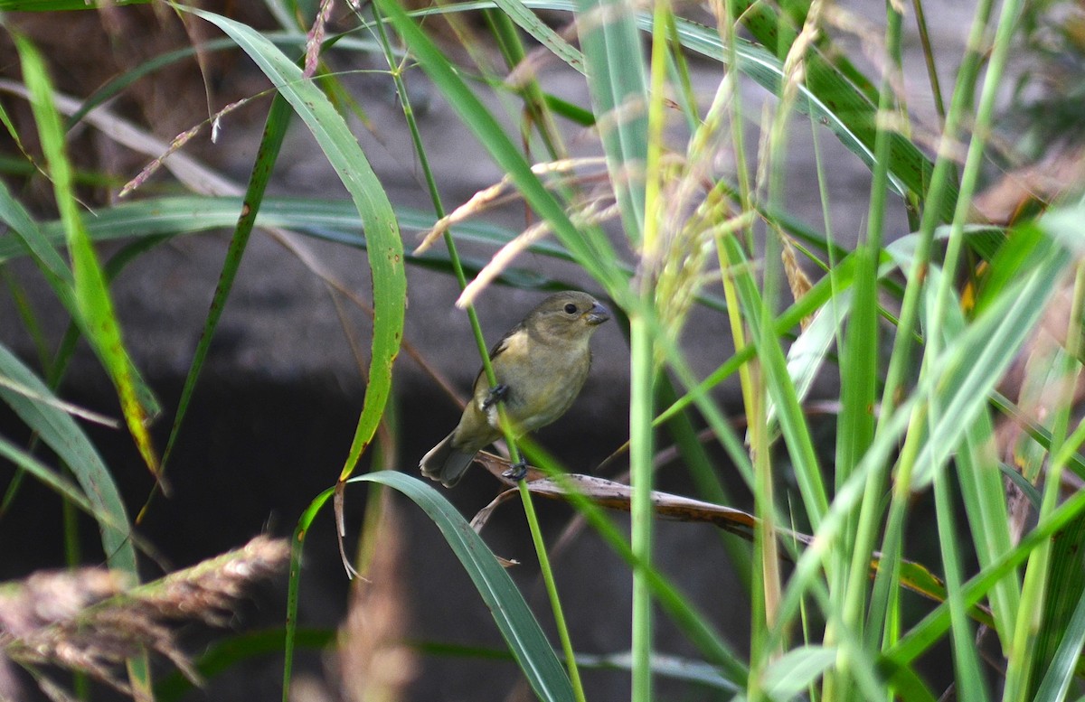 Double-collared Seedeater - ML646124728