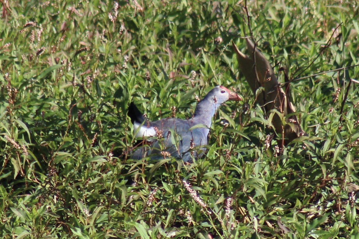 Gray-headed Swamphen - ML646124730