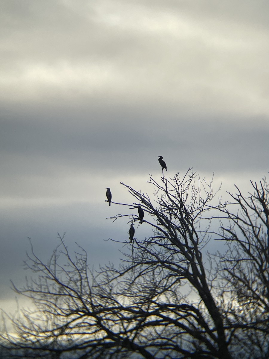 Great Cormorant - ML646124731