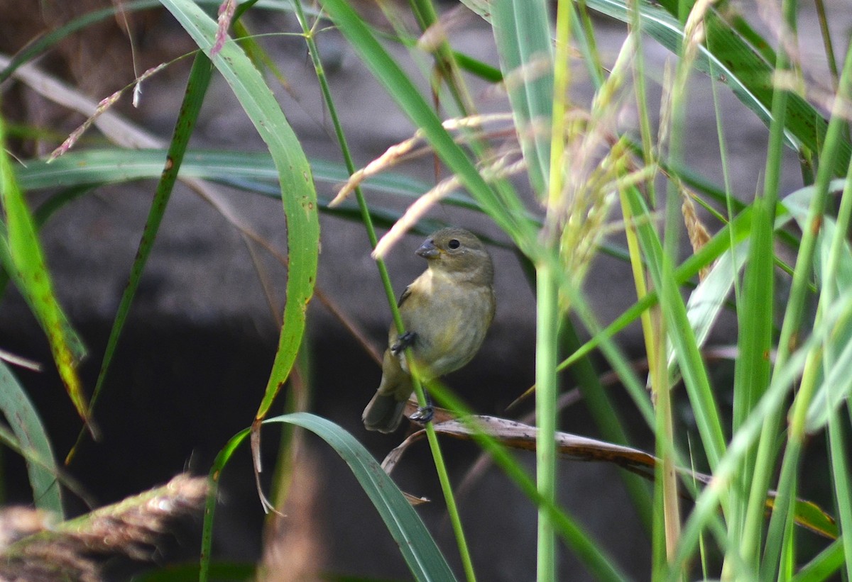 Double-collared Seedeater - ML646124732
