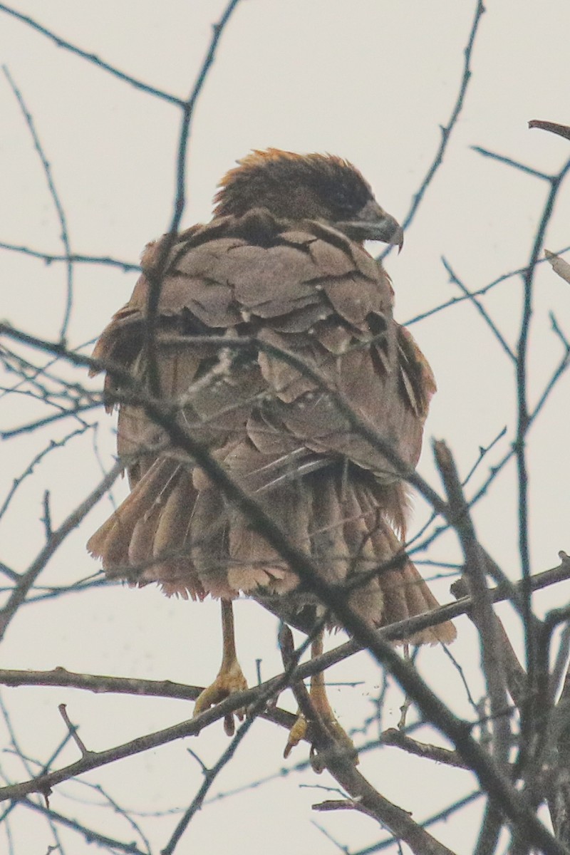 Шуліка чорний [група migrans] - ML646124736
