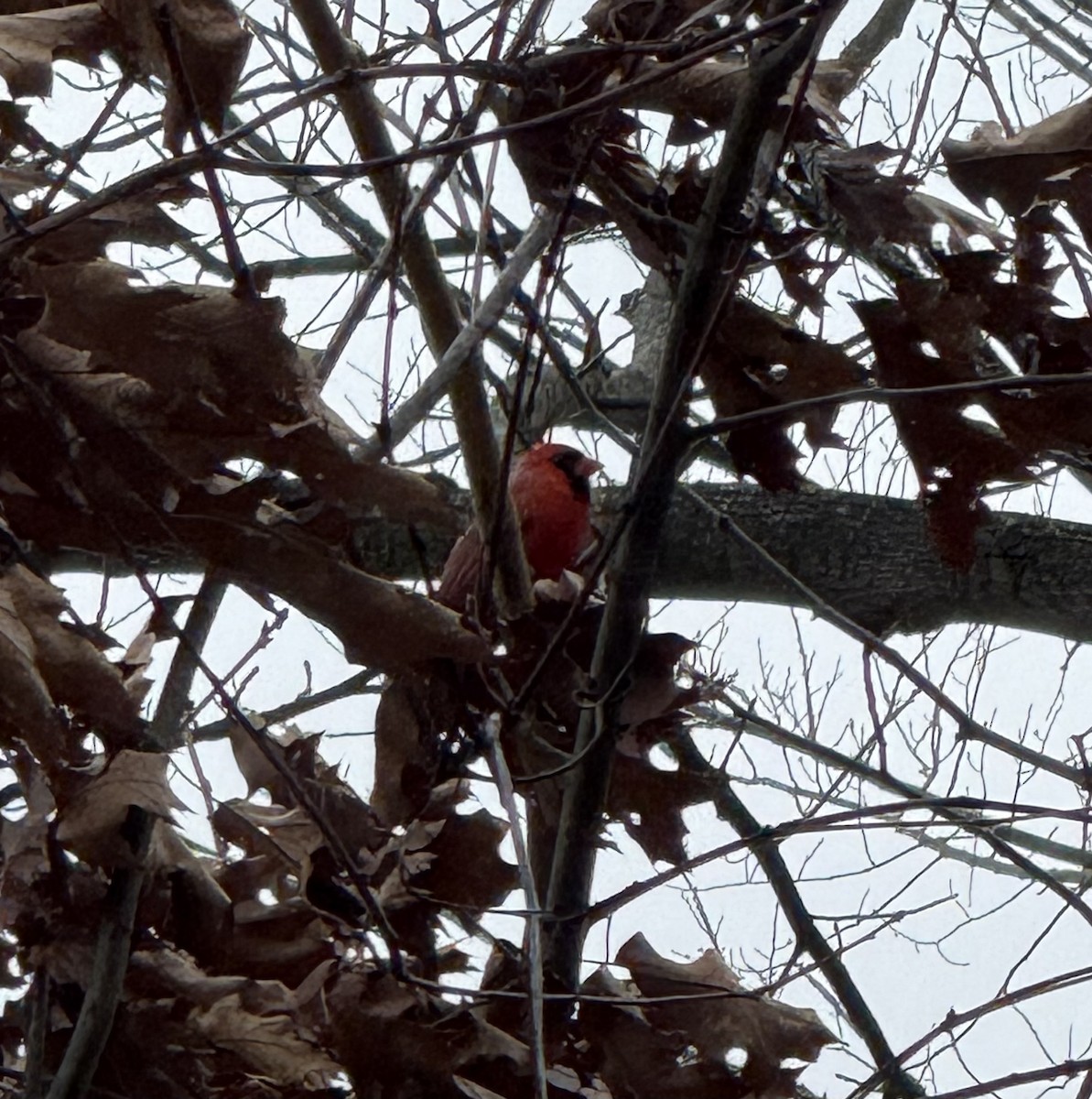 Cardinal rouge - ML646124737