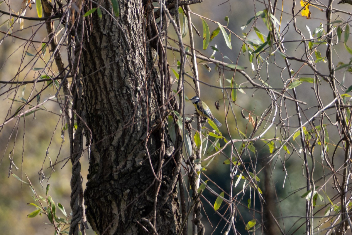 Eurasian Blue Tit - ML646124739