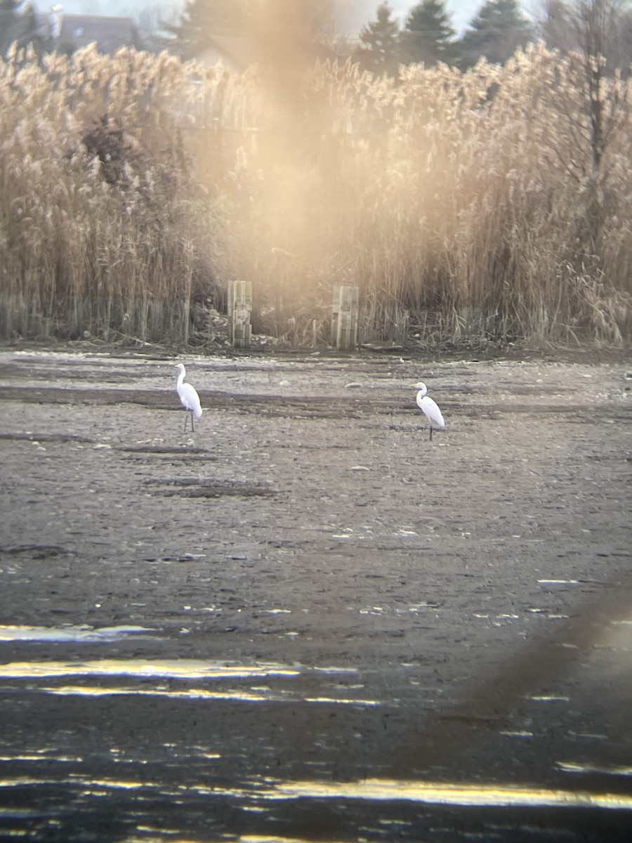 Great Egret - ML646124740