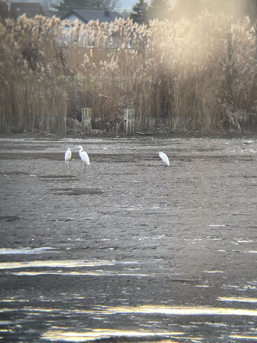 Great Egret - ML646124741