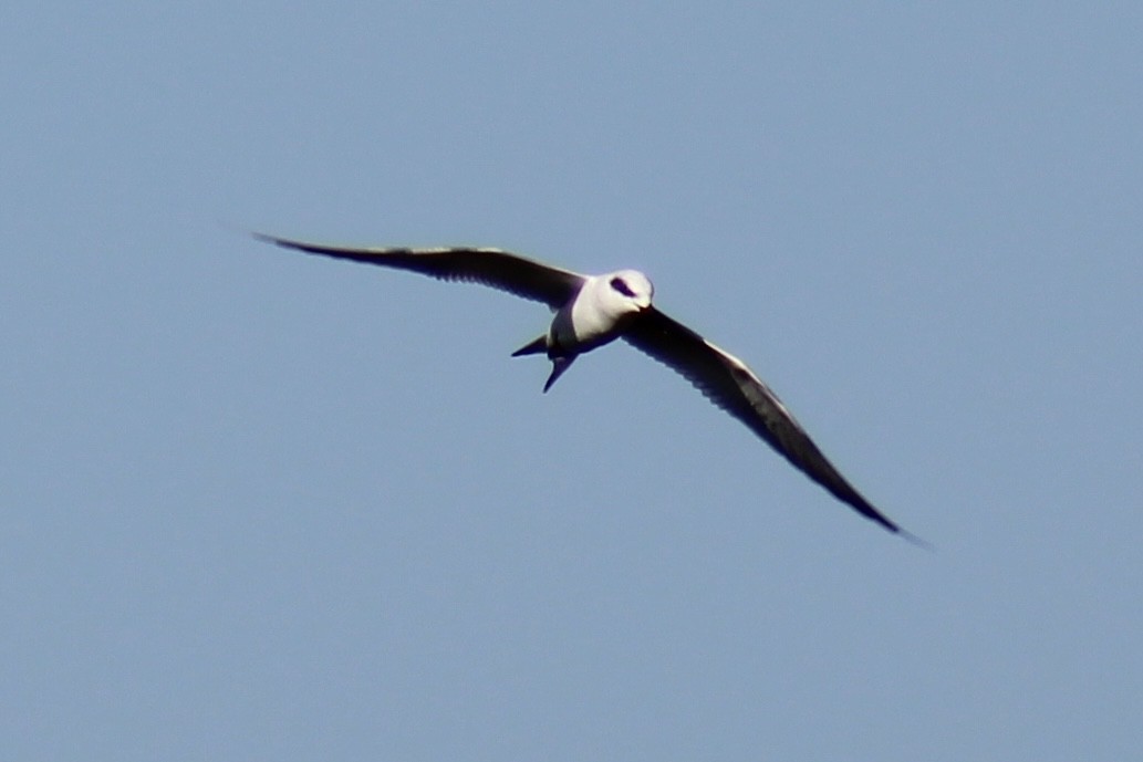 Forster's Tern - ML646124745