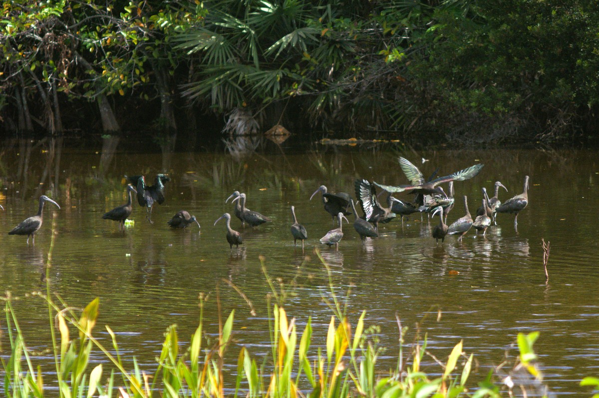 Glossy Ibis - ML646124748