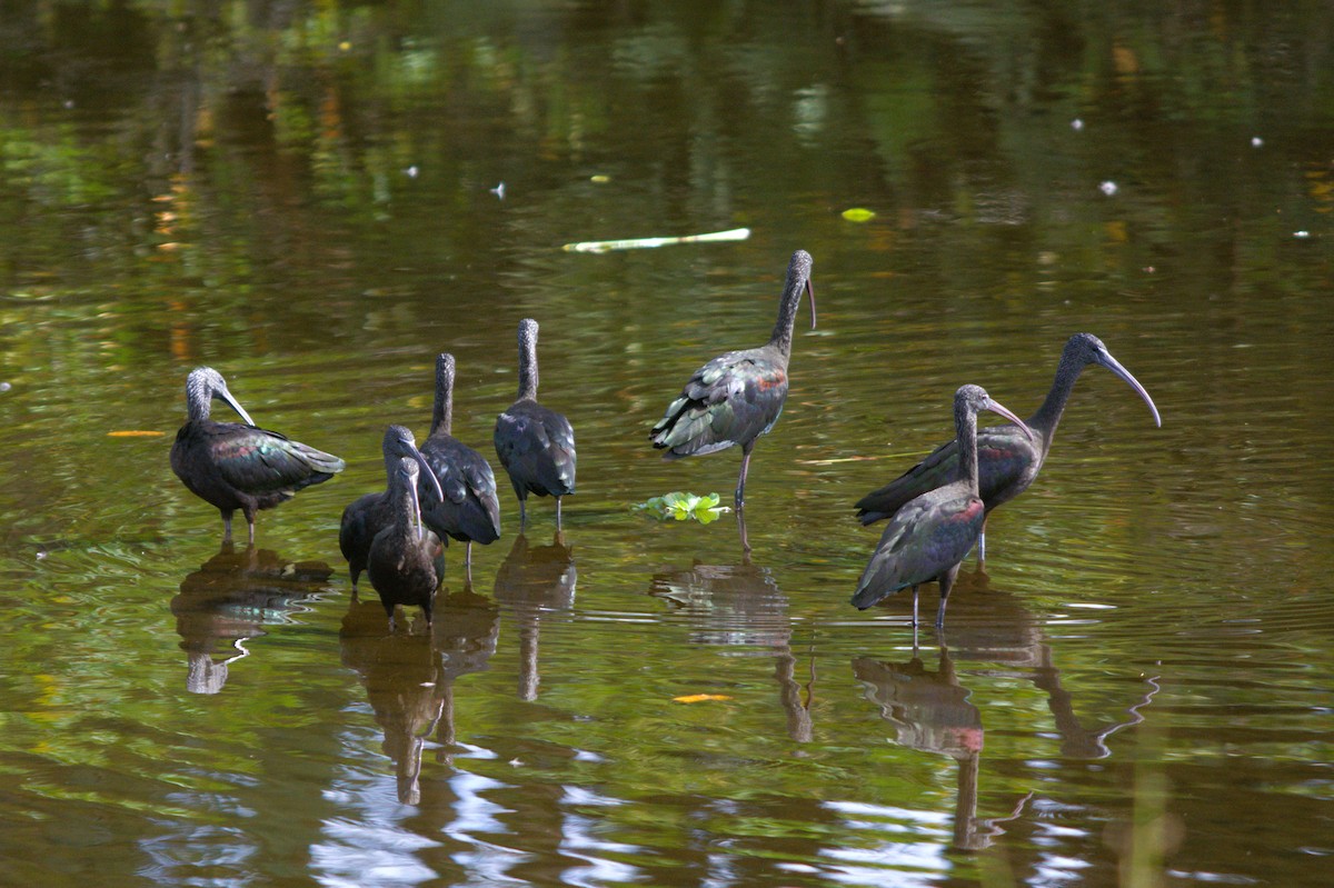 Glossy Ibis - ML646124749