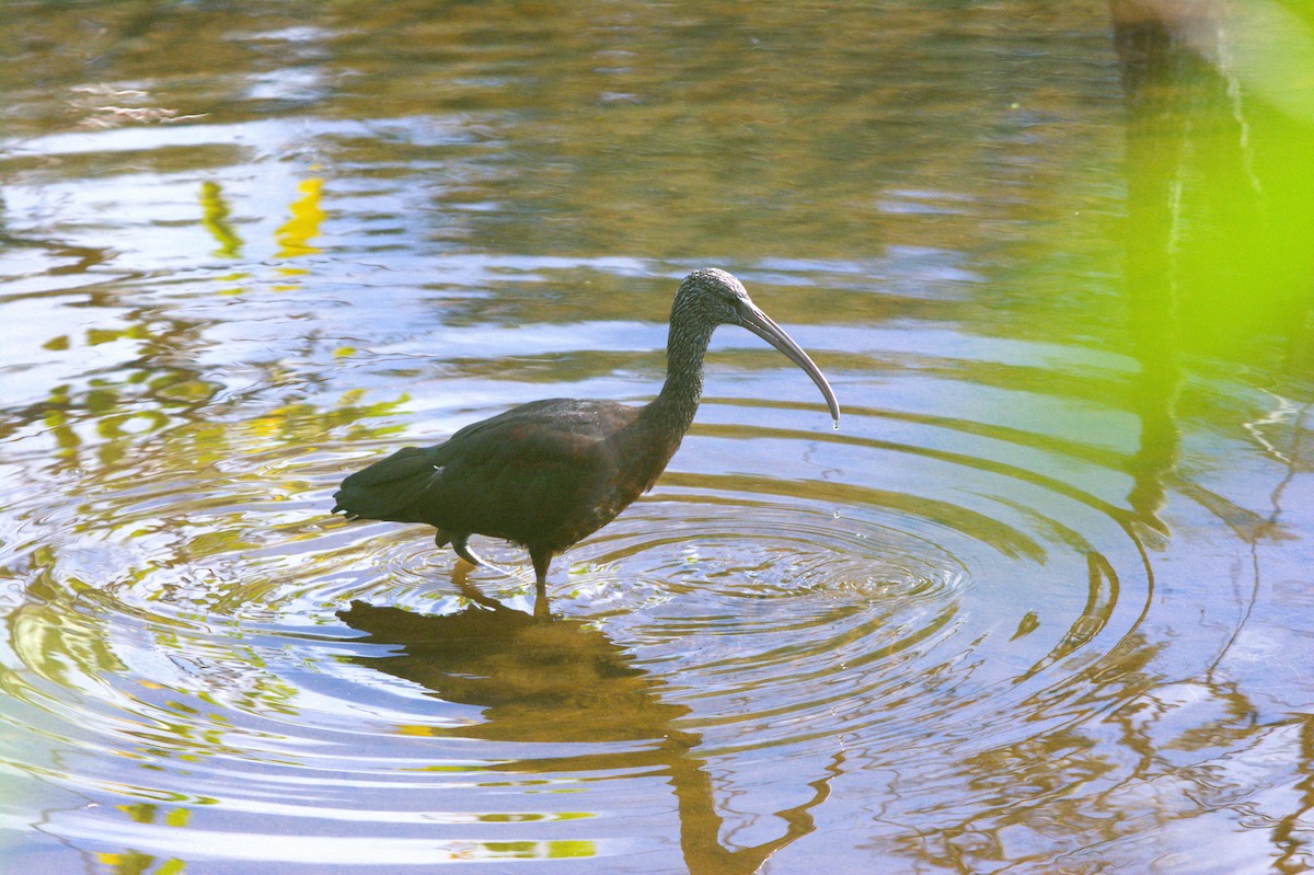 Glossy Ibis - ML646124750