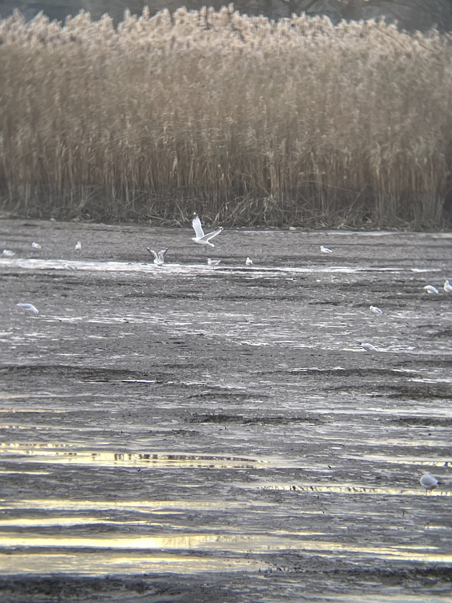 Black-headed Gull - ML646124757