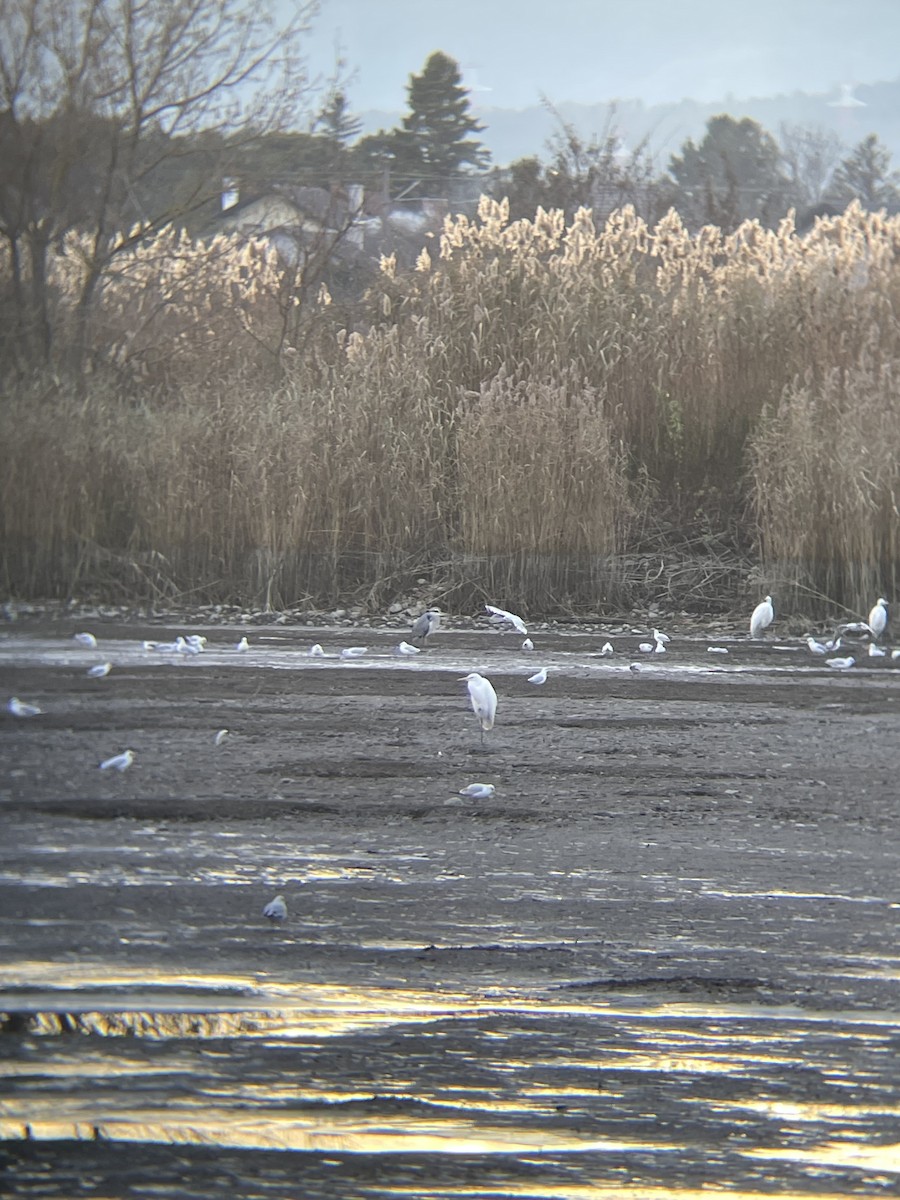 Black-headed Gull - ML646124758