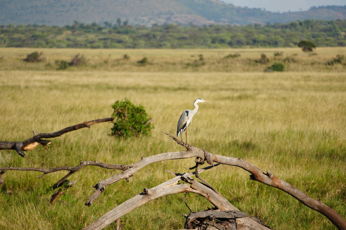 Gray Heron - ML646124762