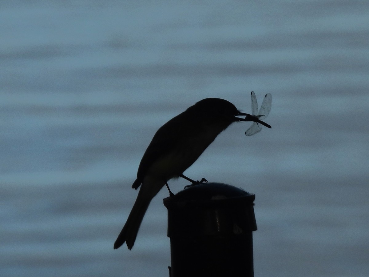 Eastern Phoebe - ML646124764