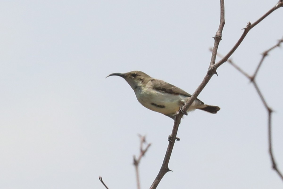 White-bellied Sunbird - ML646124772