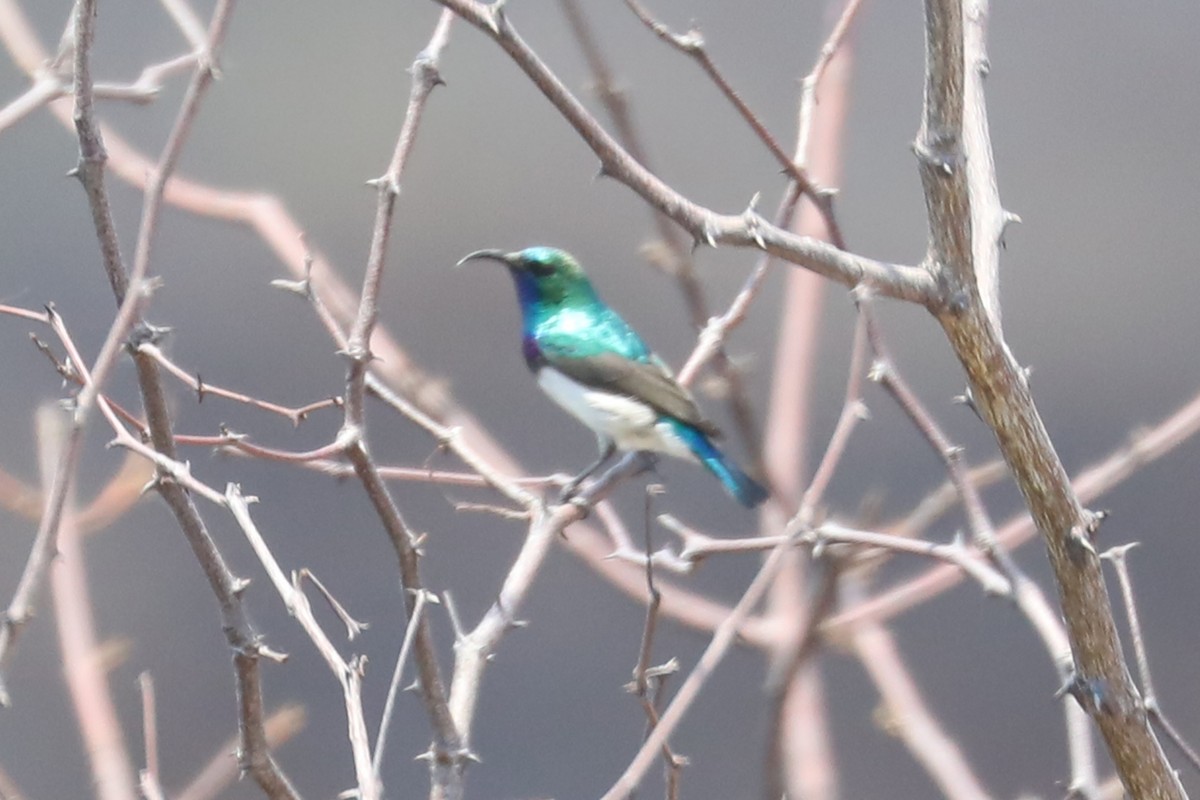 White-bellied Sunbird - ML646124773