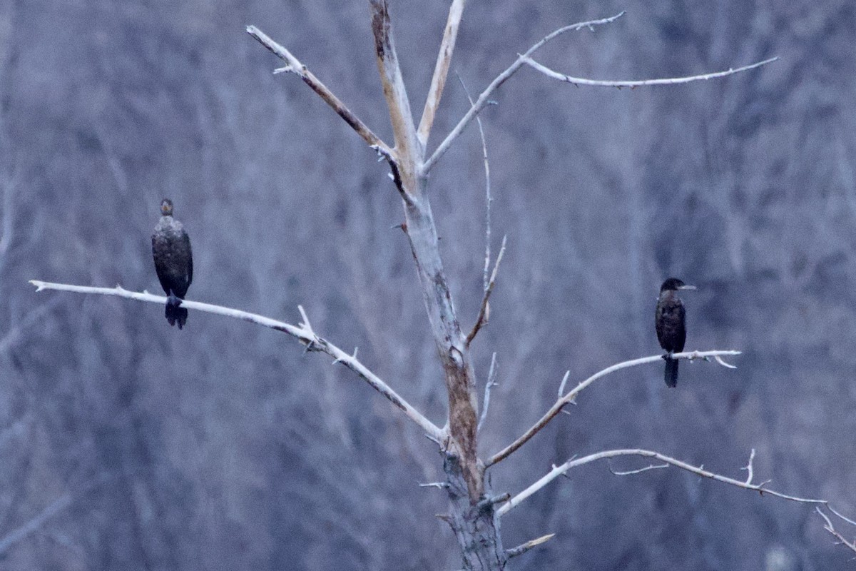 Neotropic Cormorant - ML646124774