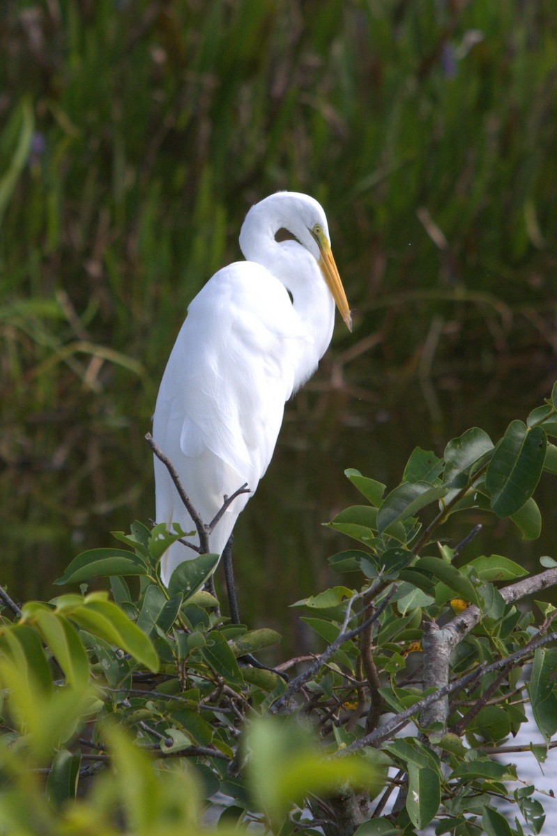Great Egret - ML646124777