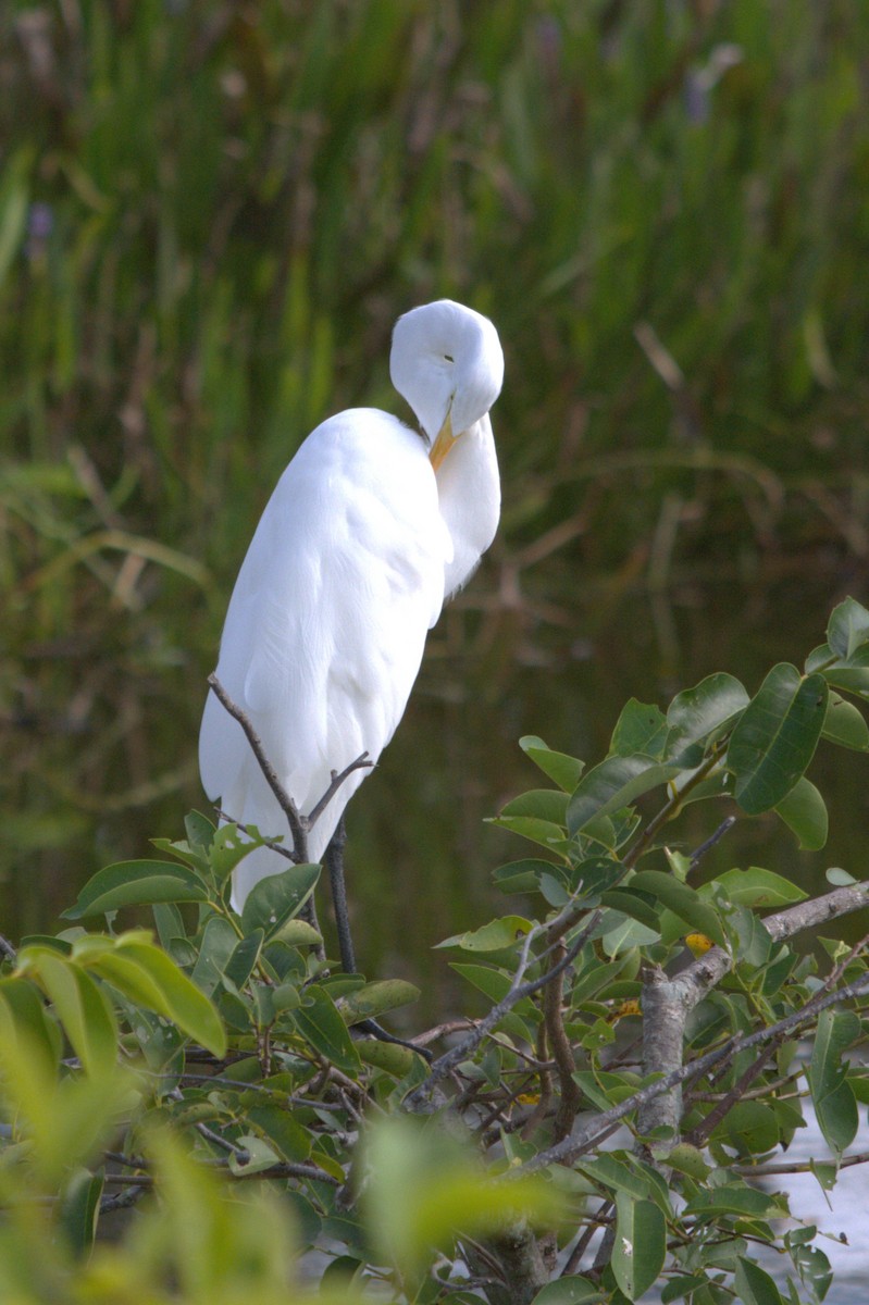 Great Egret - ML646124778