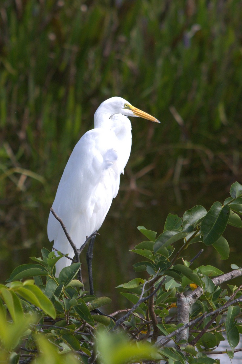 Great Egret - ML646124779