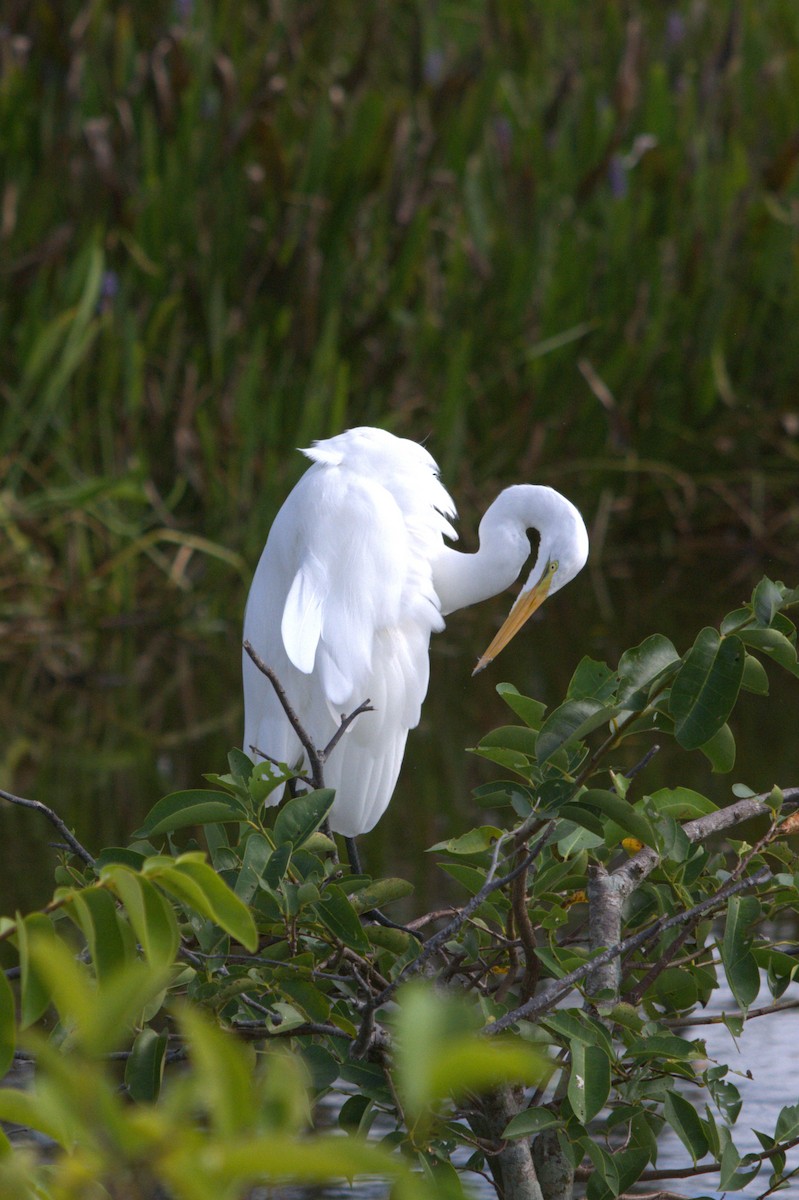 Great Egret - ML646124780
