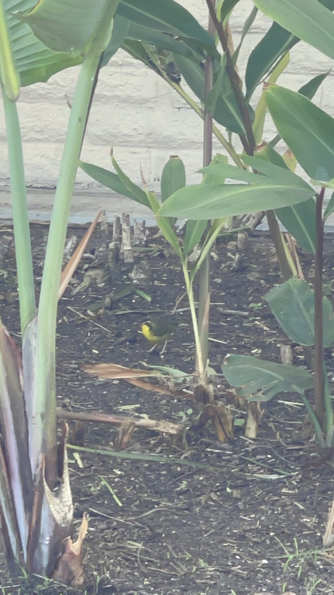 Kentucky Warbler - ML646124787