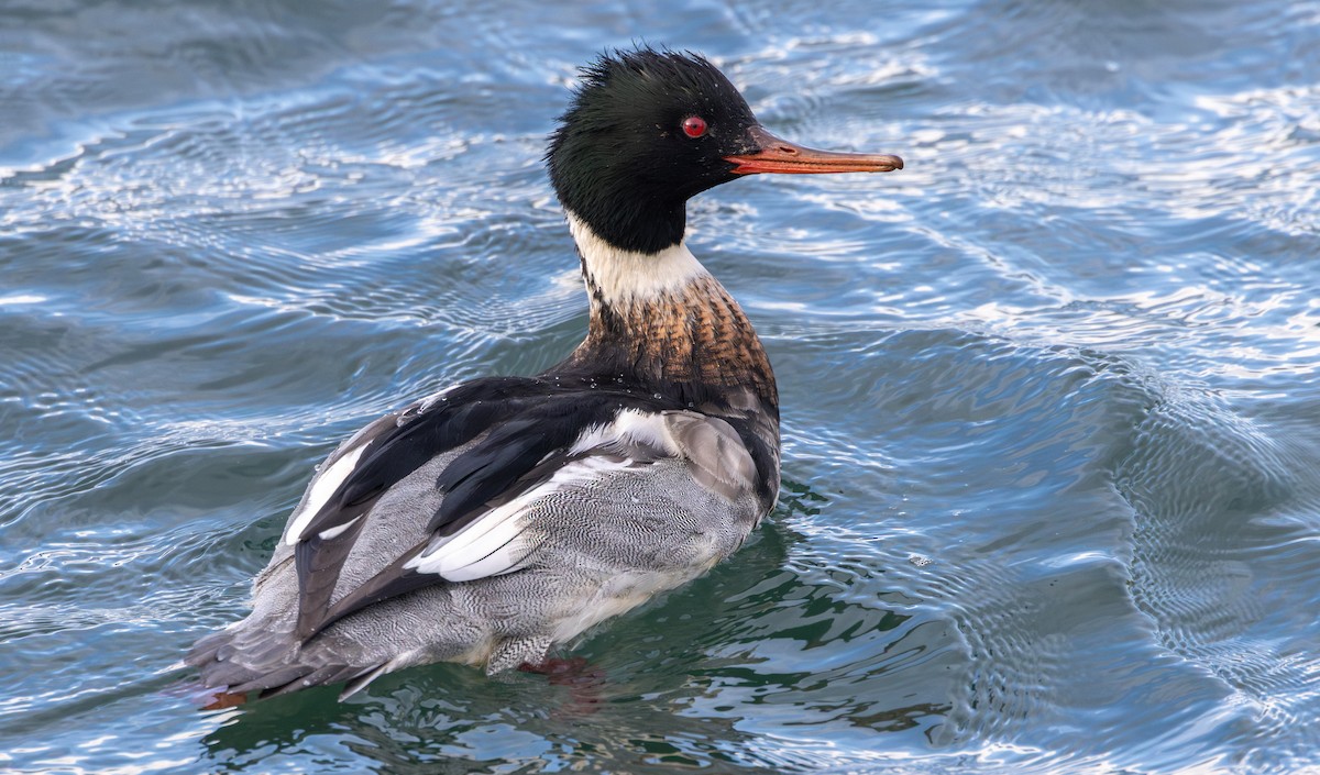 Red-breasted Merganser - ML646124790