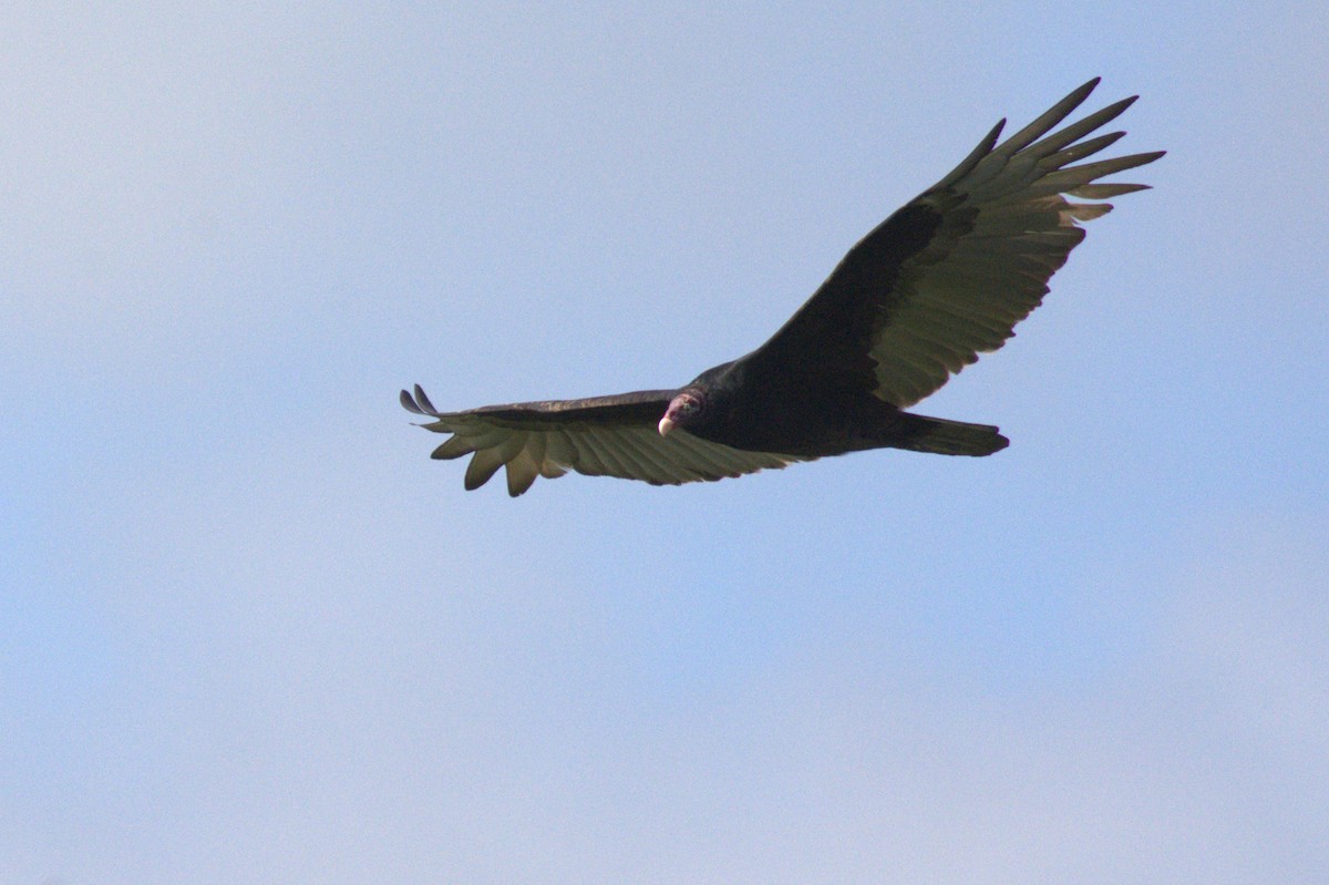 Turkey Vulture - ML646124797