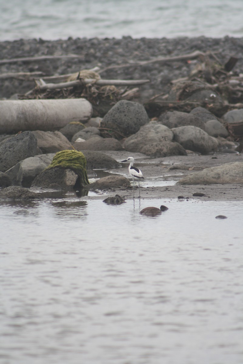 Crab-Plover - ML646124800