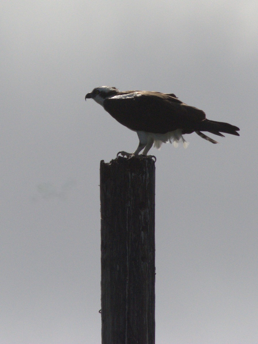 Osprey - ML646124808