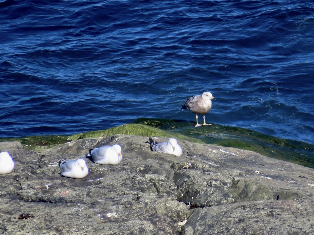 American Herring Gull - ML646124809