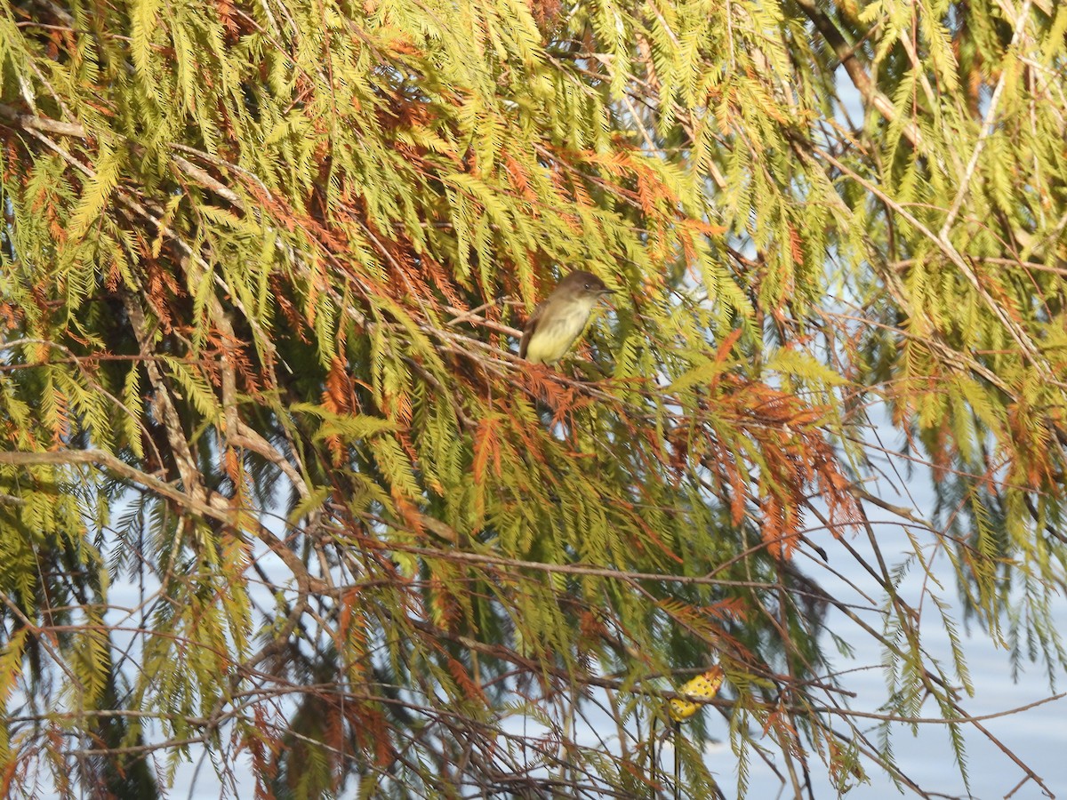 Eastern Phoebe - ML646124812