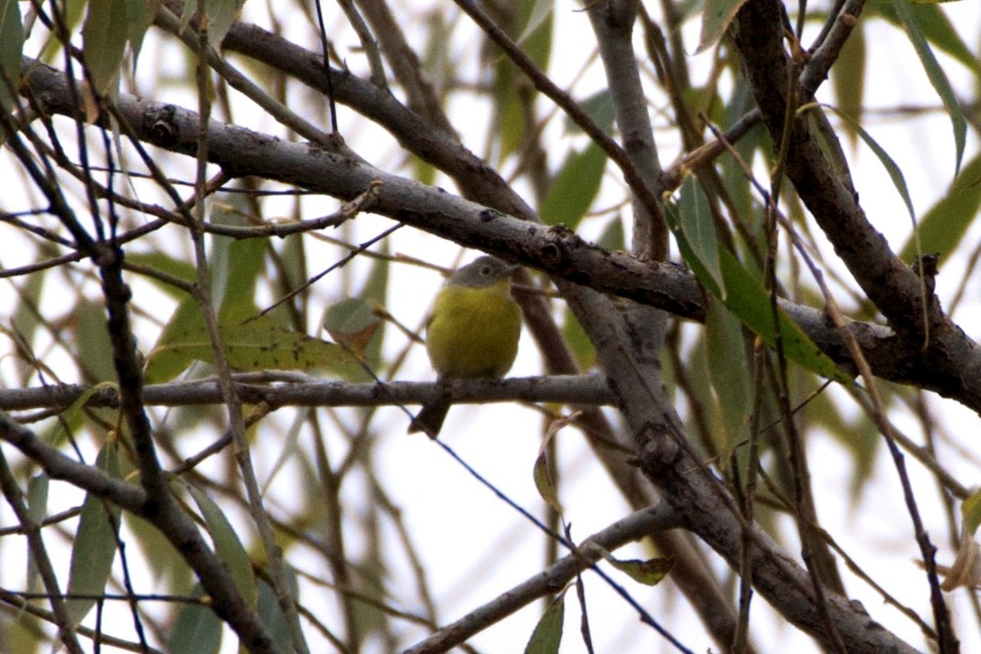 Nashville Warbler - ML646124814