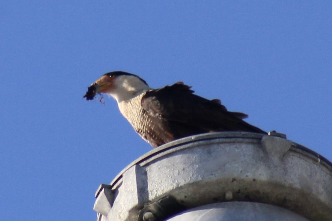 Crested Caracara - ML646124816