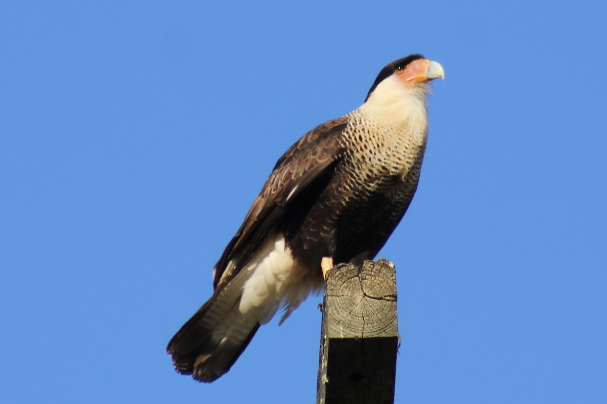 Crested Caracara - ML646124817