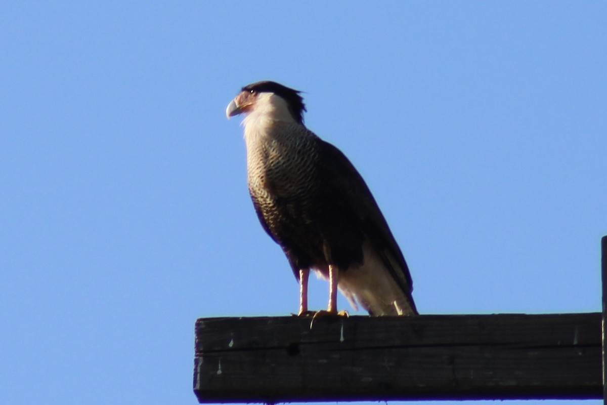 Crested Caracara - ML646124818