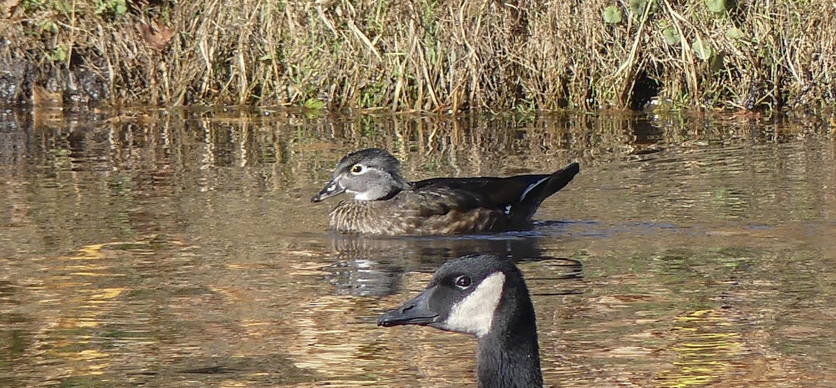 Canard branchu - ML646124824
