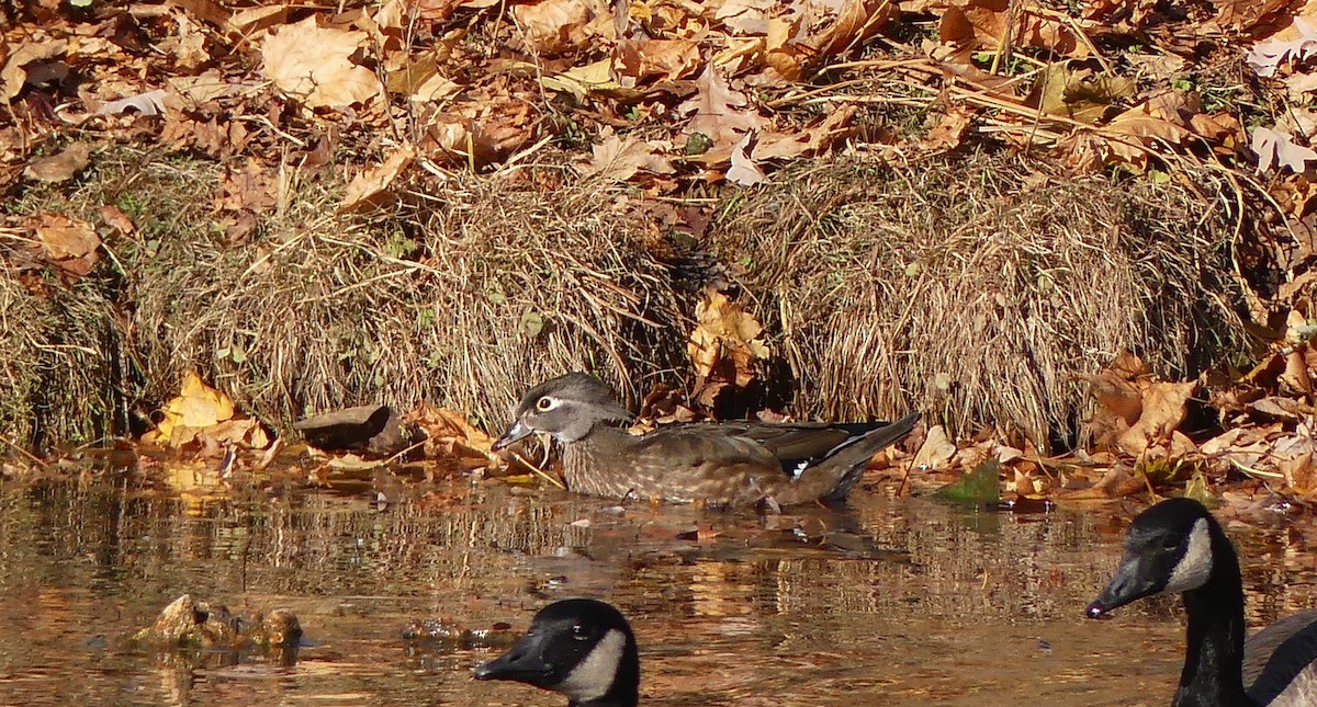 Canard branchu - ML646124825