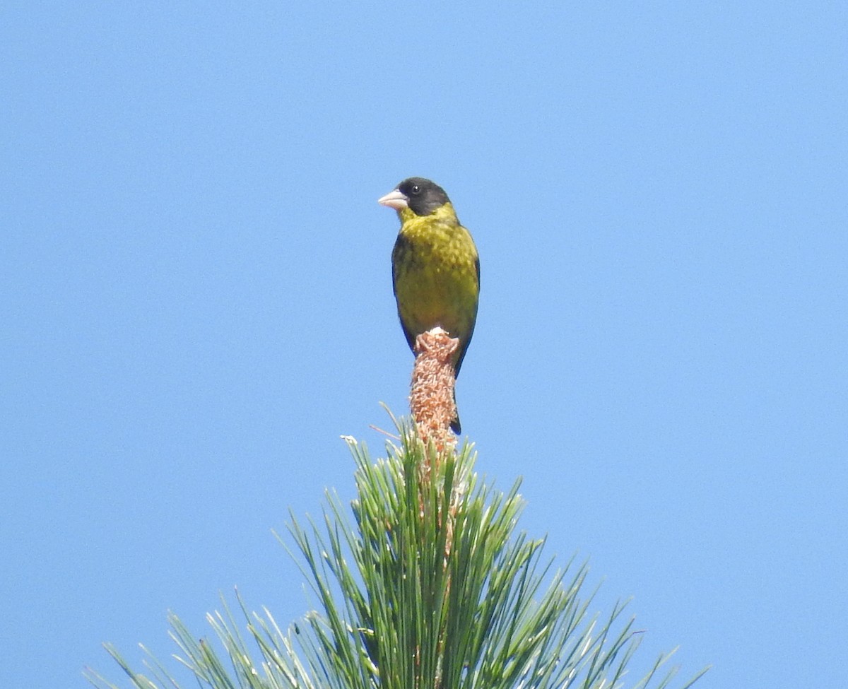 Vietnamese Greenfinch - ML646124830