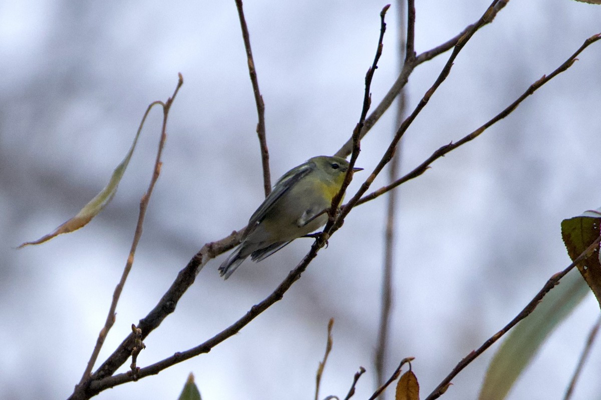 Northern Parula - ML646124836