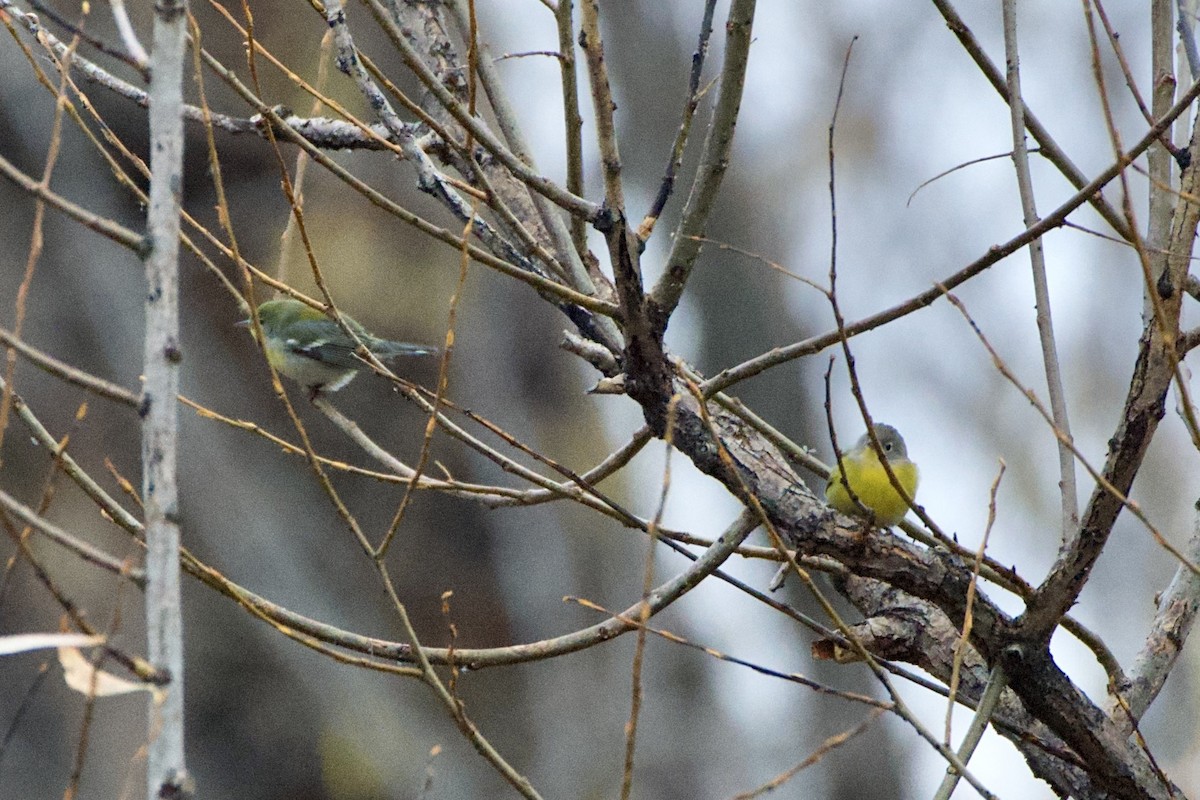 Northern Parula - ML646124837